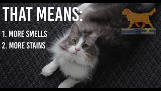 Exclusively From Your Cleaning Professional - Odorslayer Pet Urine And Feces Odor Stain Eliminator