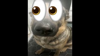 whining dog type beat