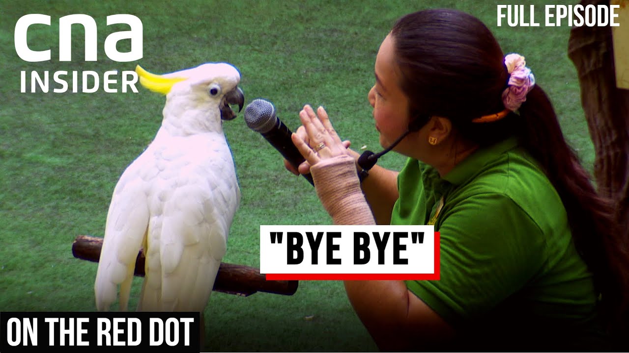 Goodbye, Jurong Bird Park: The Last Day | On The Red Dot | Full Episode