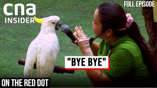 Goodbye, Jurong Bird Park: The Last Day | On The Red Dot | Full Episode Goodbye, Jurong Bird Park: The Last Day | On The Red Dot | Full Episode