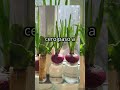 🌱José pensaba que era difícil, caro y solo para expertos — Hoy produce sus propios alimentos en casa