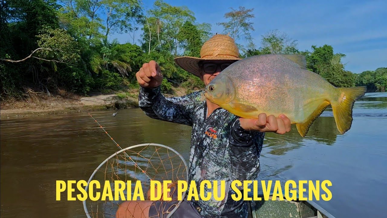 ASSIM ATÉ PARECE FACIL PESCARIA DE PACU SELVAGEM!!! #pacu #douglaspescador