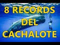 8 Records del Cachalote que no sabías