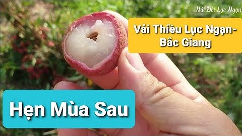 Muốn Ăn Vải Thiều Lục Ngạn Thì Hẹn Mùa Sau Nhé I Núi Đồi Lục Ngạn
