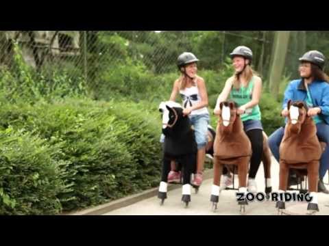 zoo riding