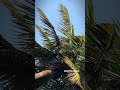🌴🌱💚