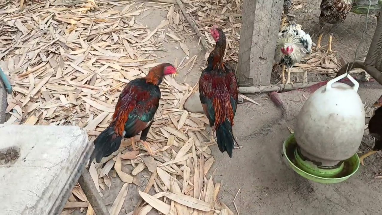 11/2/69 ภารกิจประจำตอนเช้า