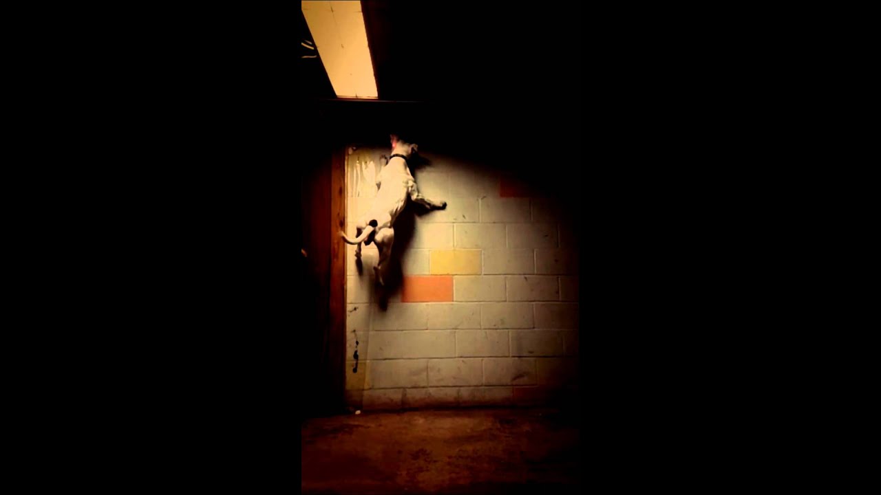 Pitbull Running Up An 8 Foot Wall.