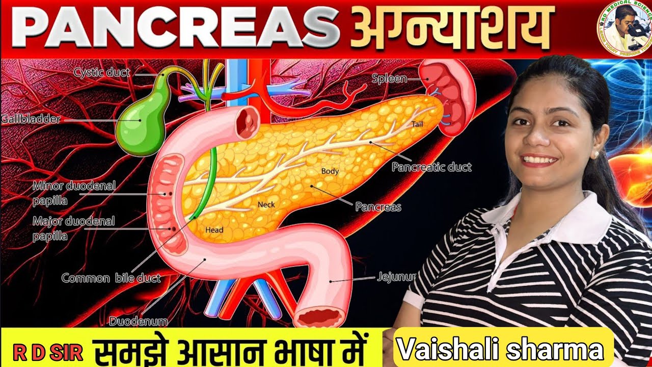 Pancreas | अग्नाशय | Digestive System | Anatomy and Physiology | Endocrine Gland |exocrine |Insulin