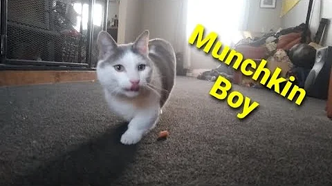 Video 3056141: munchkincat munchkins, cat munchkincat fetch, munchkincats cute cat, cute little munchkin cat, cute munchkin cat playing, cute cat chased