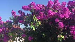 Lule Sarande