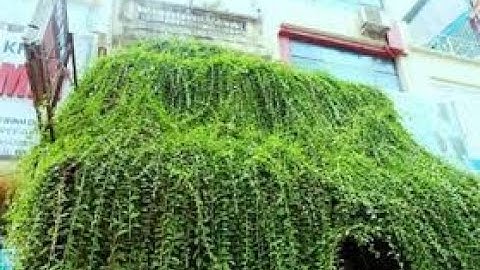 giâm cành cuc tần ân đo