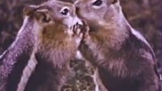 Squeak the Squirrel (1957)
