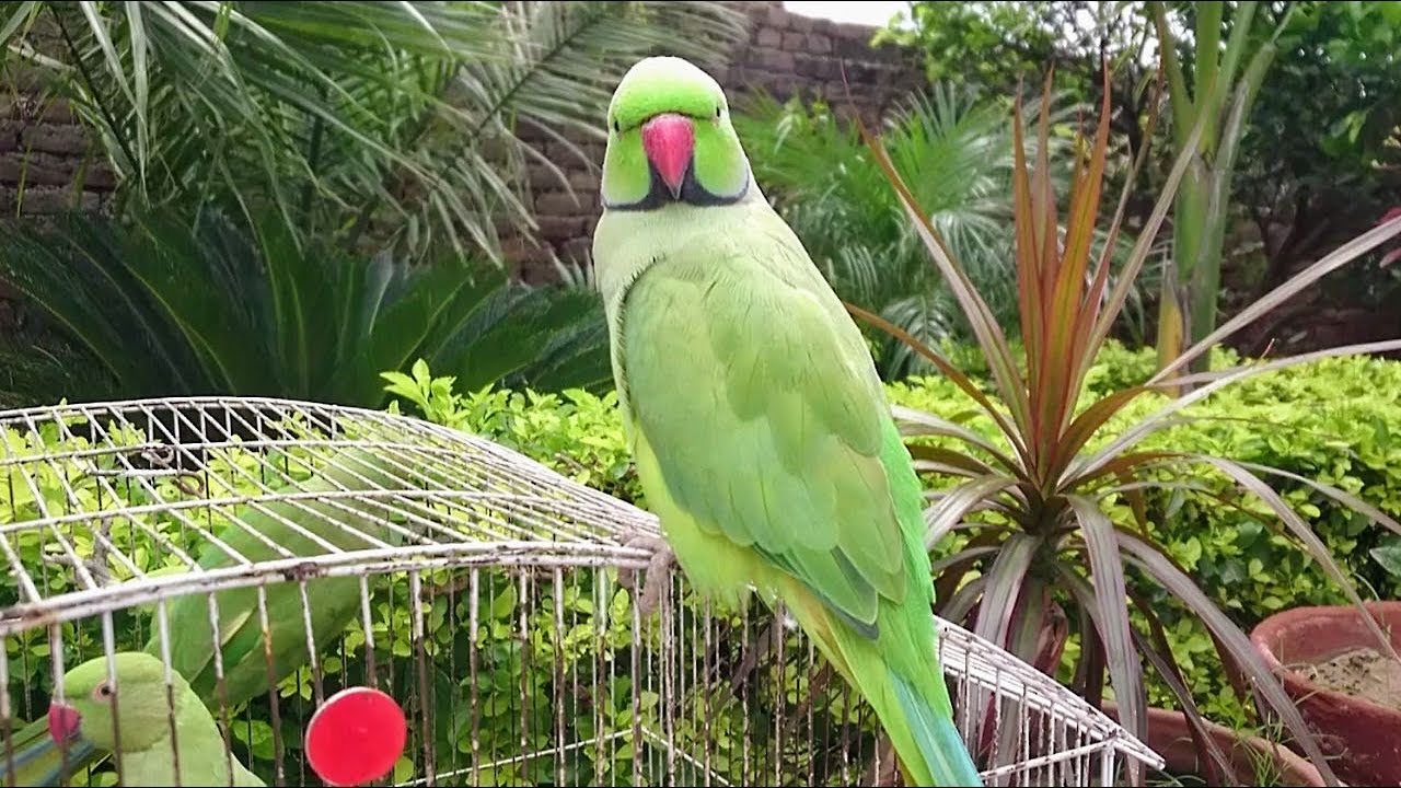 Indian Ringneck Parrot Opens his Cage Himself! YouTube
