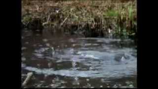 BBC Autumnwatch 2014 - Episode 1 Part 1