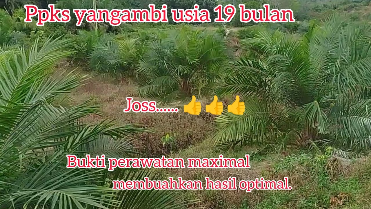 Ppks yangambi usia 19 bulan...