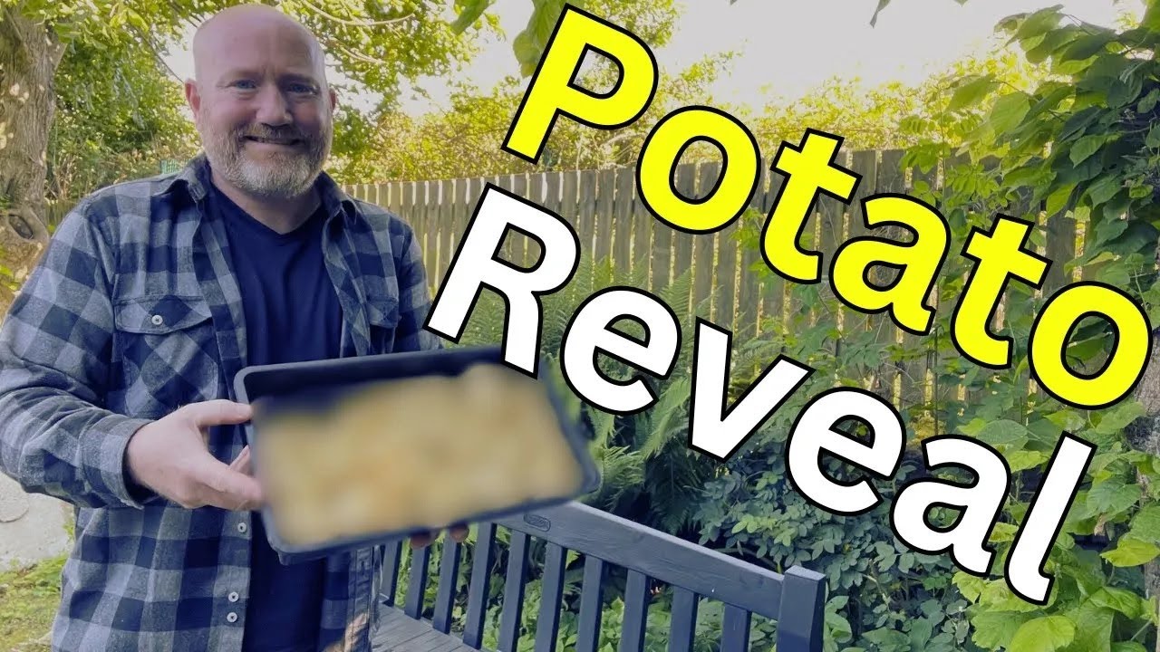 Урожай основного урожая картофеля — лучше ли он, чем прошлогодняя катастрофа?