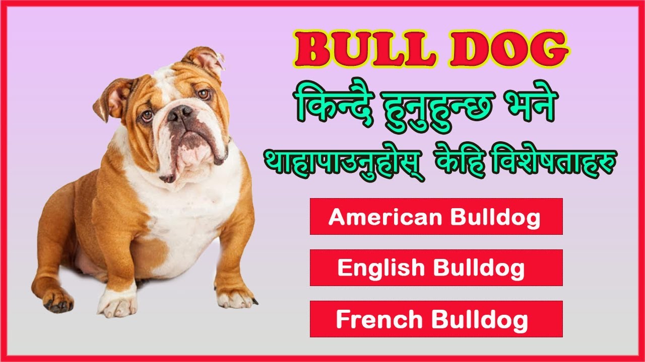 All About Bulldog Breed || American Bulldog || English Bulldog || French Bulldog - (नेपालीमा )