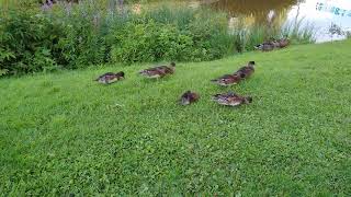 Asus Zenfone 9 Demo Video Ducks Walking Around 4K 60Fps