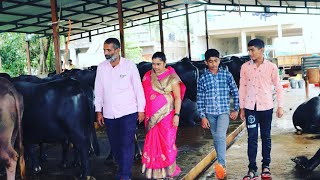 मुर्हा म्हशींपासुन महिना 4 लाख उत्पन्न ! यशोगाथा | Murrah Buffalo Farm Success Story Kolhapur 2022