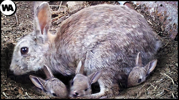 This Is Why the Childhood of Rabbits Is so Terrible