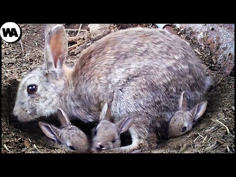 Video: Why Do Rabbits Leave Their Children?