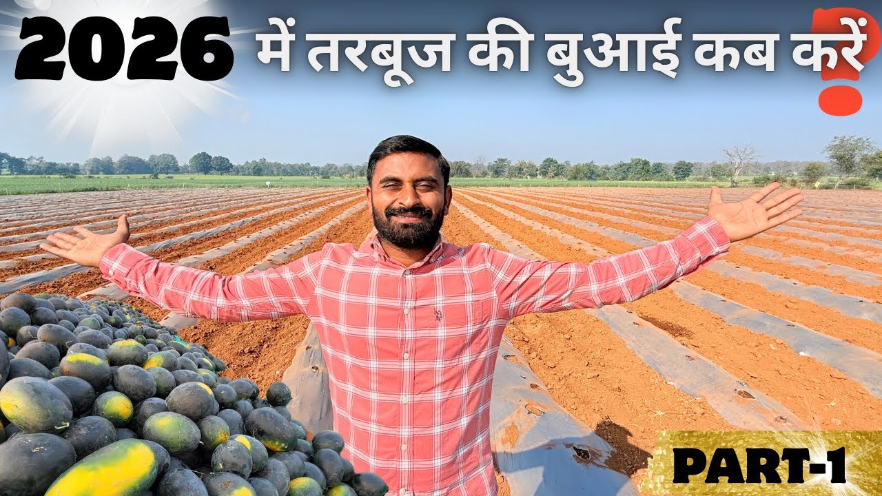 तरबूज🍉खेती 2026 | बुआई का सटीक समय🕒| Tarbuj kheti PART-1| 