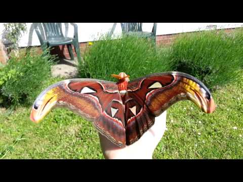 Attacus atlas Moth in the sun!