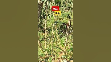 gà rừng#bẫy gà rừng#gà rừng rặc#đanchivlog