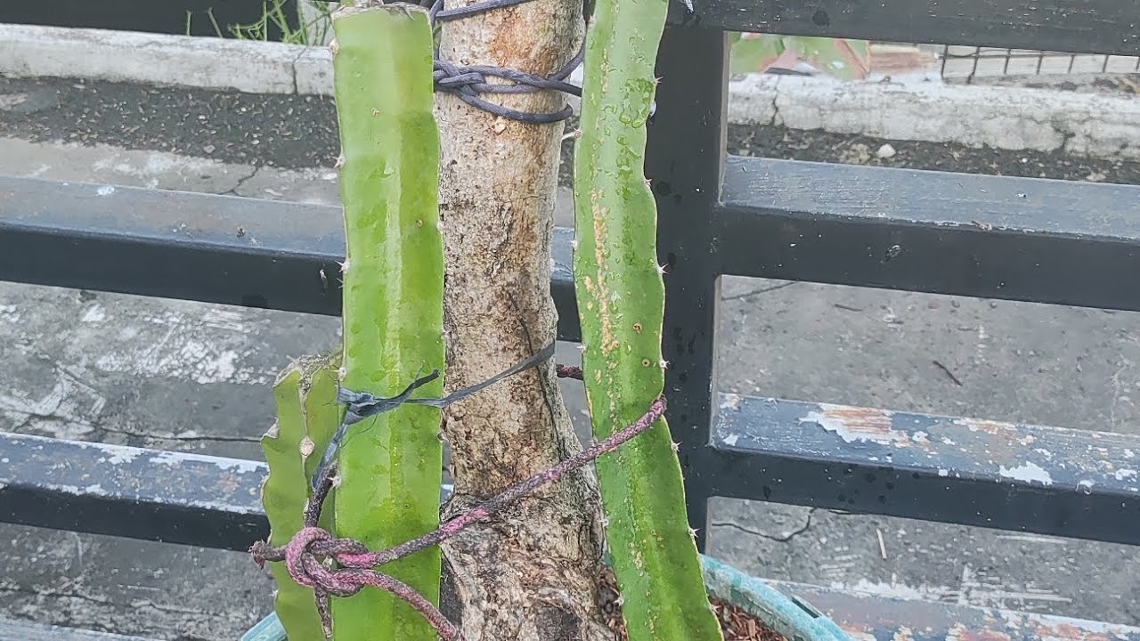 New Dragon fruit set up YouTube