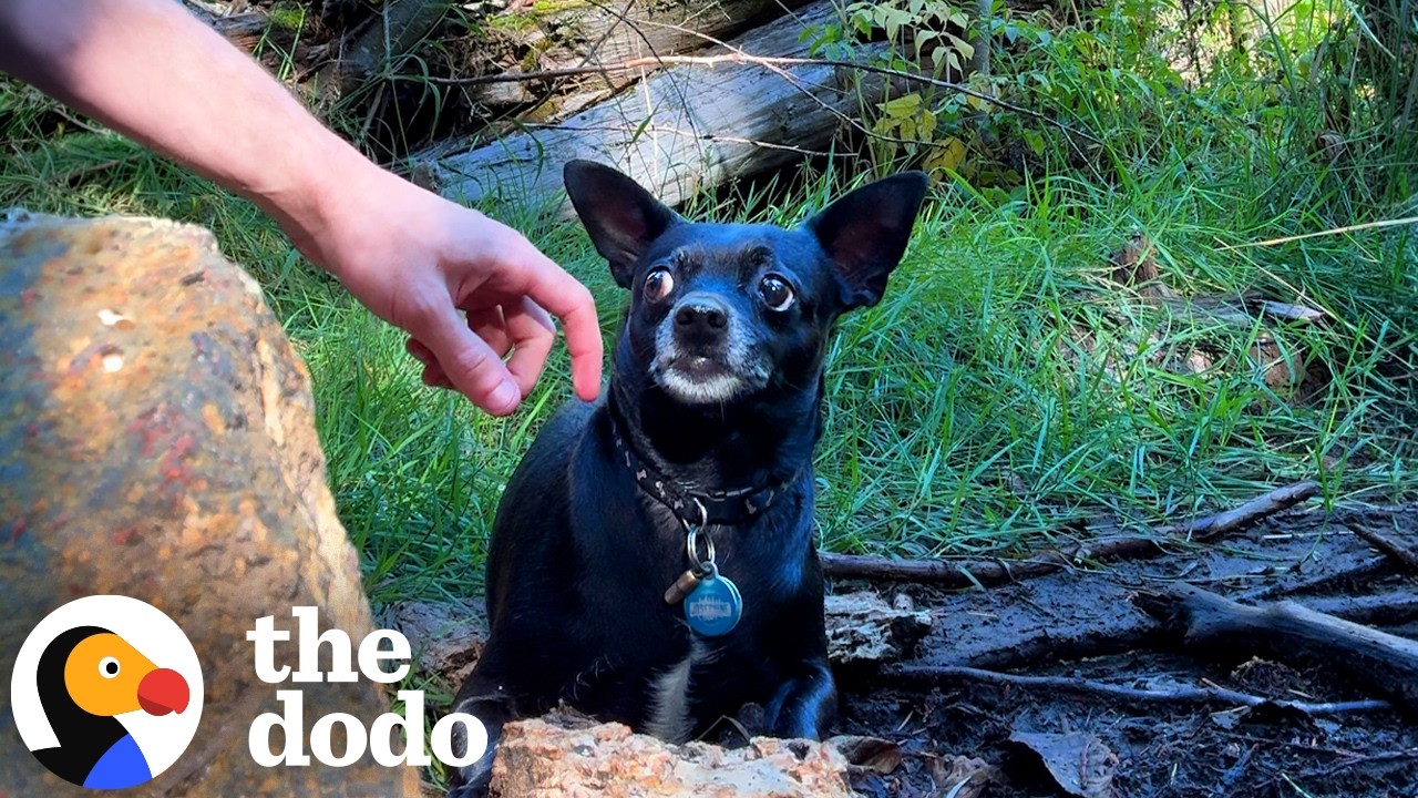 Парень нашел одинокого чихуахуа в лесу — и проявил изобретательность | The Dodo