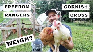How much MEAT CHICKENS WEIGH? VLOG (6 weeks old)