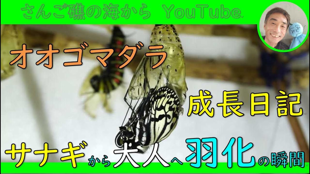 毎日が夏休み 4分でわかるオオゴマダラの成長日記 Youtube