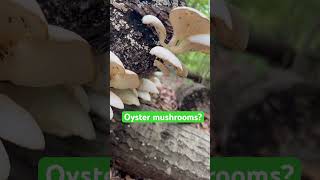 Oyster mushrooms? #mushroom #midwest #nature #oystermushroom
