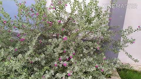 Class 2 EVS Chapter 9 Plants Around Us Page No 143