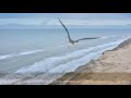 Neil Diamond Dear Father Jonathan Livingston Seagull With Lyrics mp3