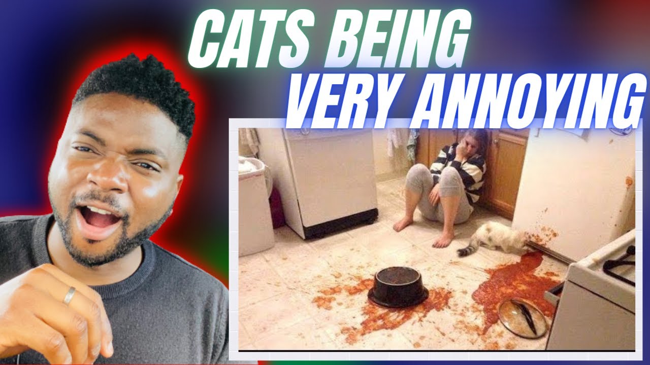 🇬🇧BRIT Reacts To CATS BEING FUNNY & ANNOYING!