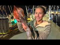 Fresh SQUID Calamari {Catch, Clean & Cook} In Cape Cod