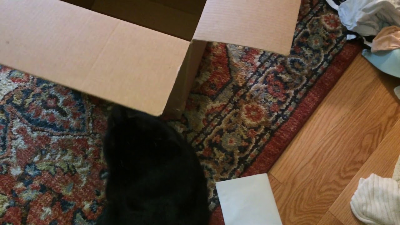 Cat Jumps Into A Cardboard Box YouTube