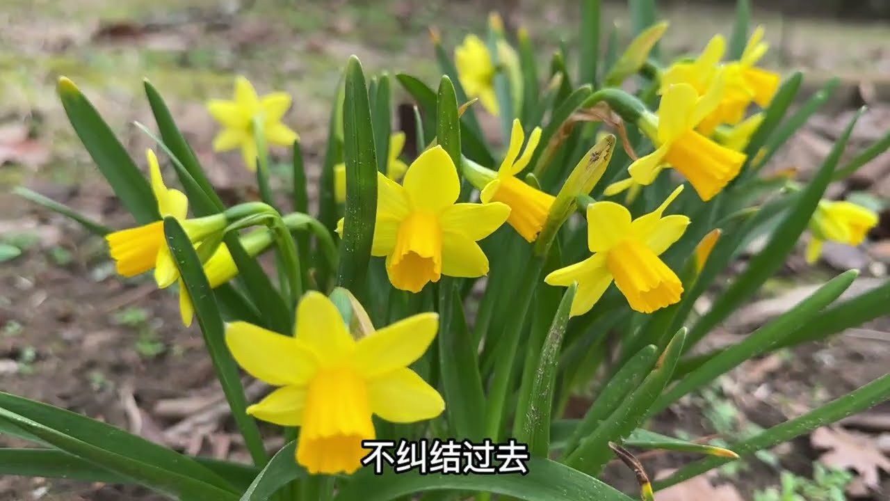 人世间最好的安慰是：天暖了花开了