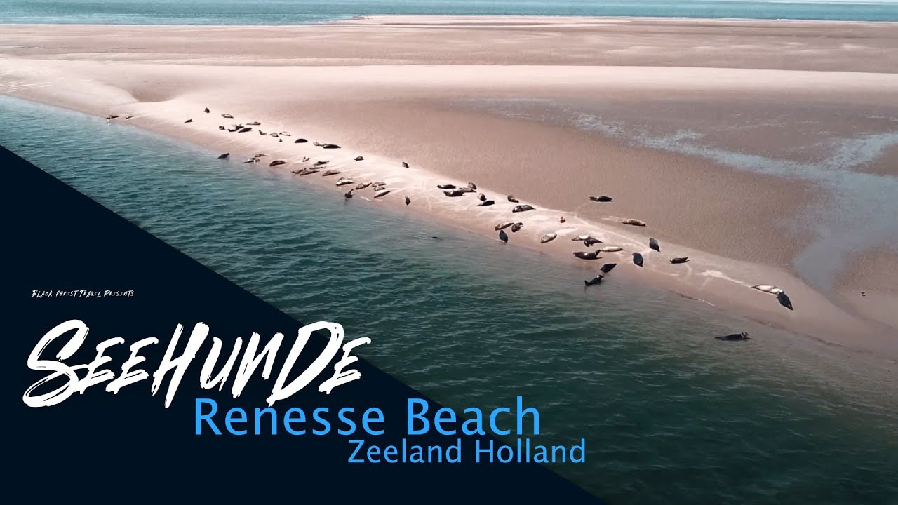 Seehunde Renesse Beach Holland | Niederlanden | Zeeland