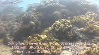 Day Dive 3 Of 3 Gopro Hd1, Hd2 With Aquapix Blurfix Clear Urpro Cyan