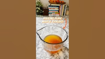 Making maple syrup by tapping sugar maple trees