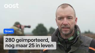 Alleen Forse Investeringen Kunnen De Korhoen Redden Rtv Oost