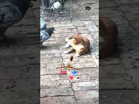 القتال بين القط والطائر زجيل 