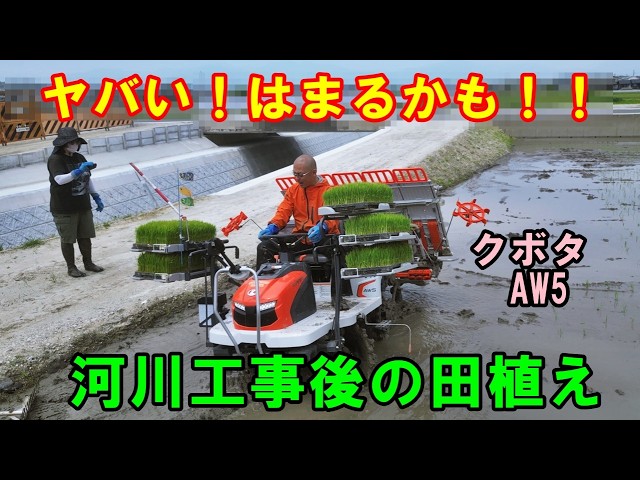 Rice Planting] Rice planting after river construction work 2026