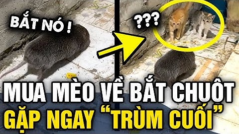 Mua mèo về BẮT CHUỘT, con sen khiến 2 quàng thượng RÉN NGANG khi gặp TRÙM CUỐI | Tin 3 Phút