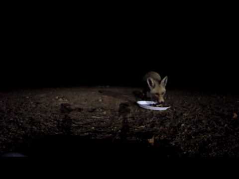 Harithi Fennec Fox