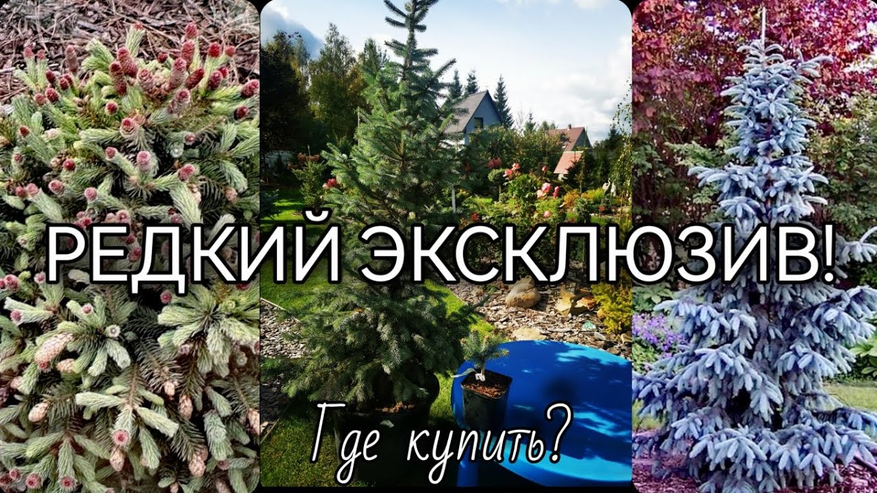 РЕДКИЙ хвойный ЭКСКЛЮЗИВ! ГДЕ КУПИТЬ? 🔥НОВИНКИ!🔥 #Piceapinkbubbles #garden #Piceaengelmaniiglauca