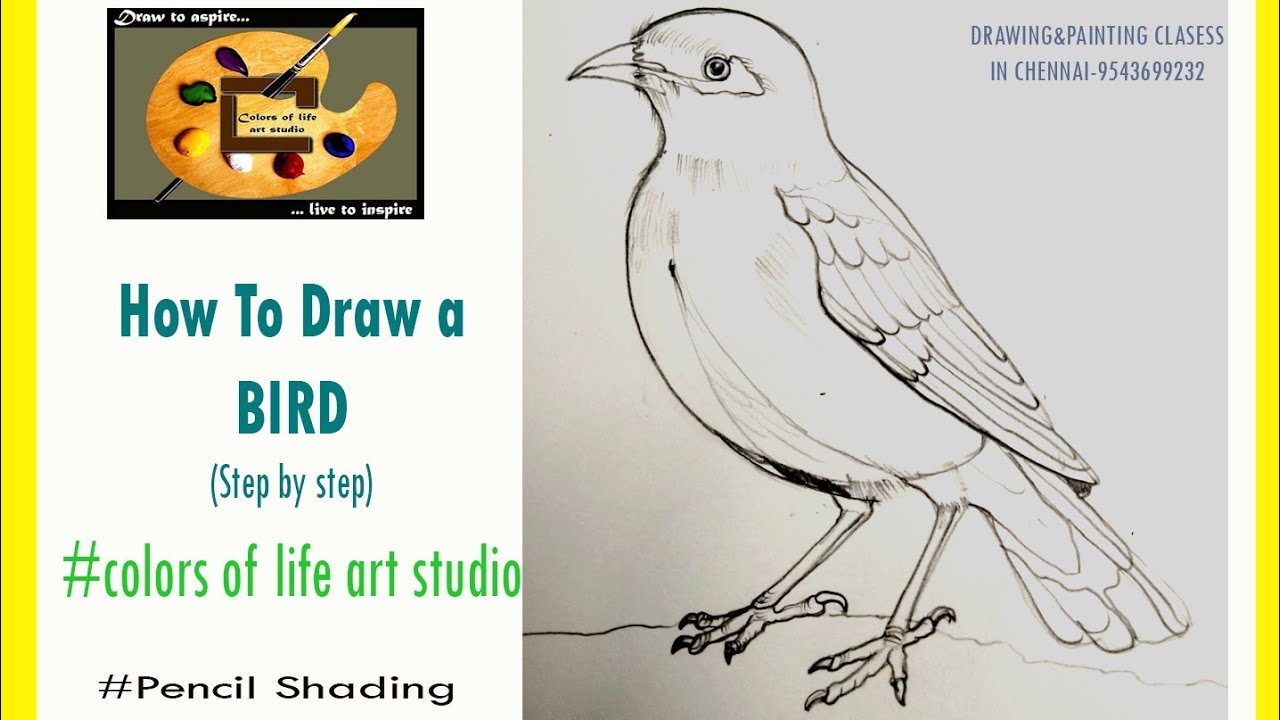How to draw a ������ Bird - YouTube